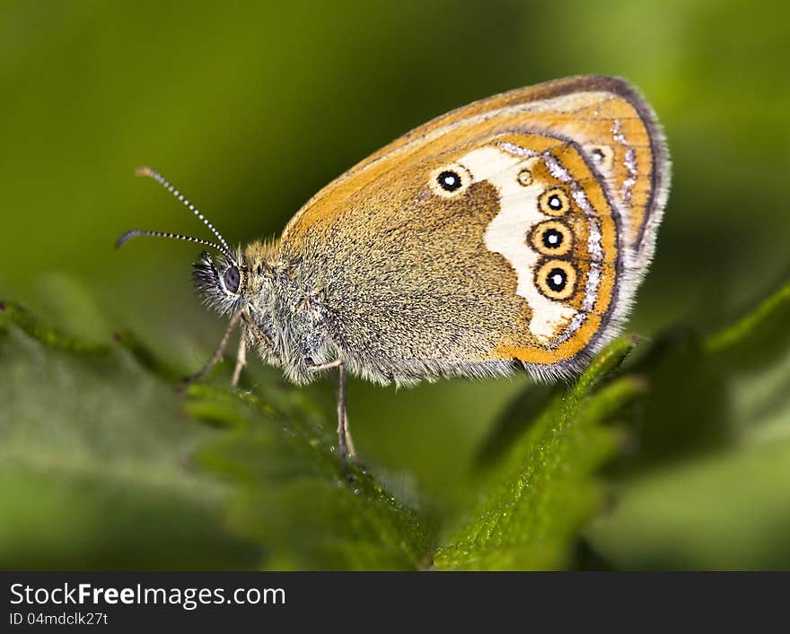 Coenonympha butterfly sitting on the leaf