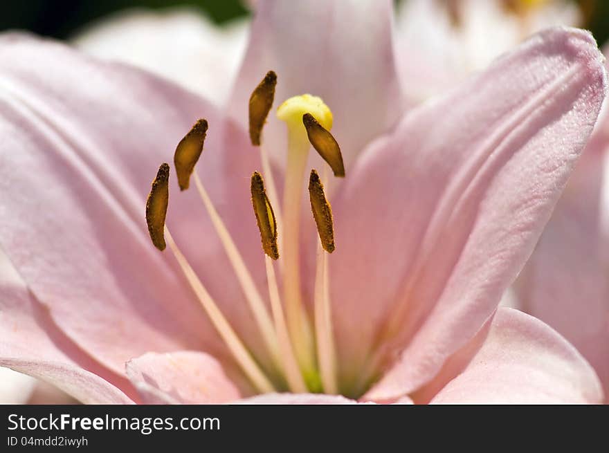 A pink lily flower detail