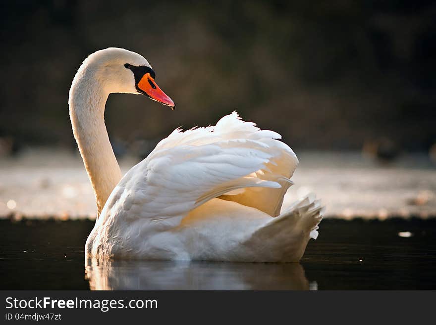 Mute swan in the evening lakes.