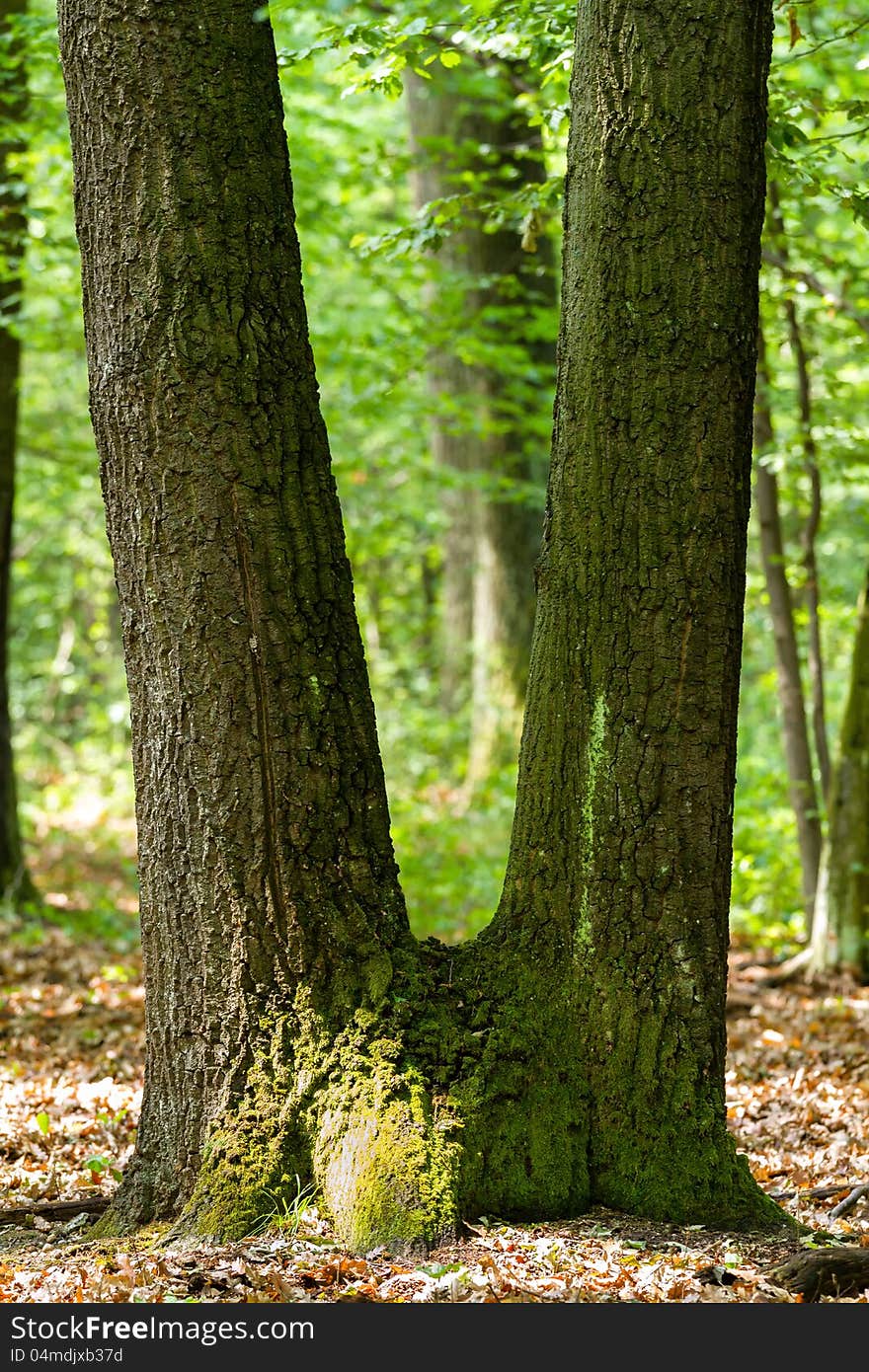 Green forest with oak trees