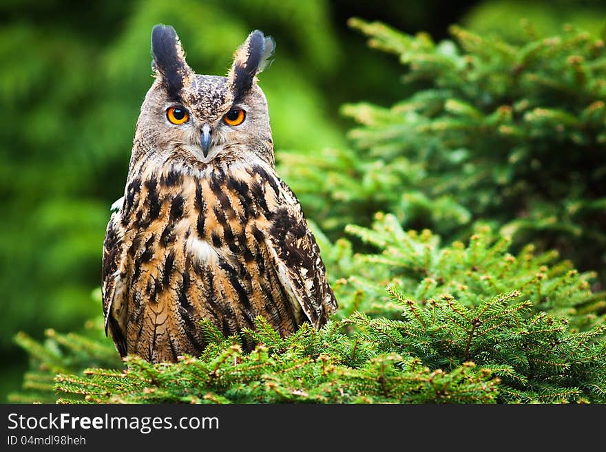 Eagle Owl on spruce in the forest.