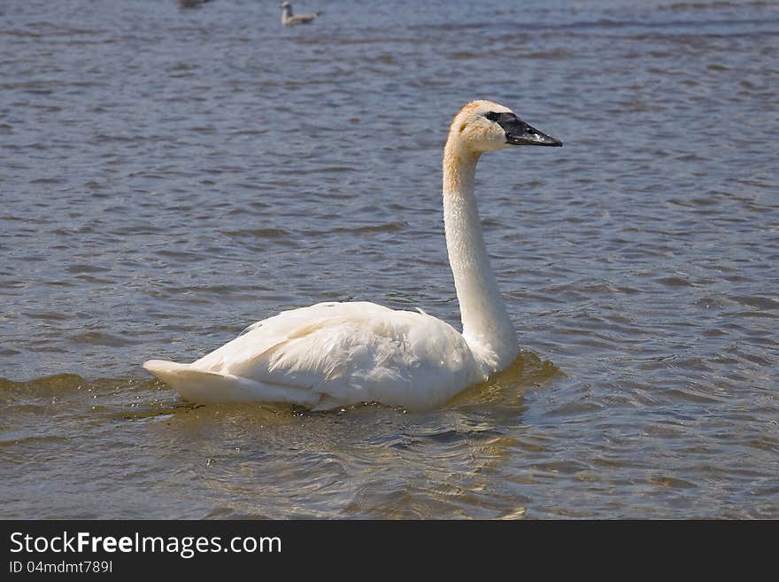 Swimming Trumpeter Swan in a Minnesota LAke