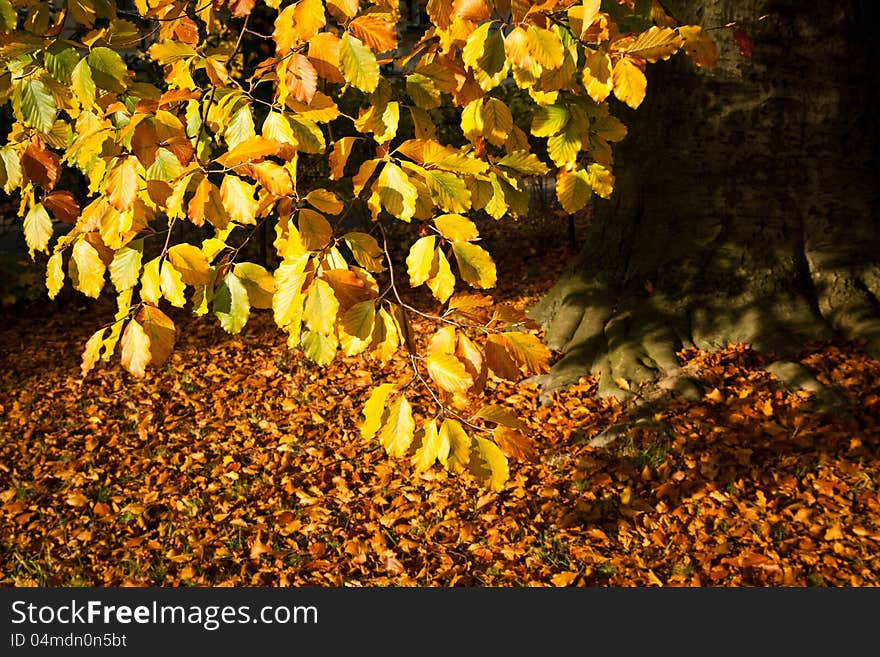 Autumn mood in park.