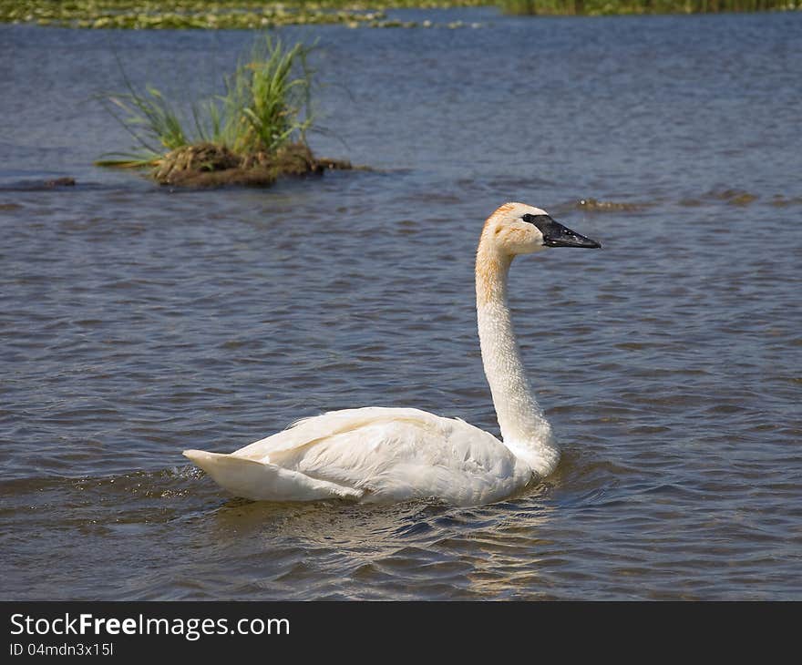 Trumpeter Swan