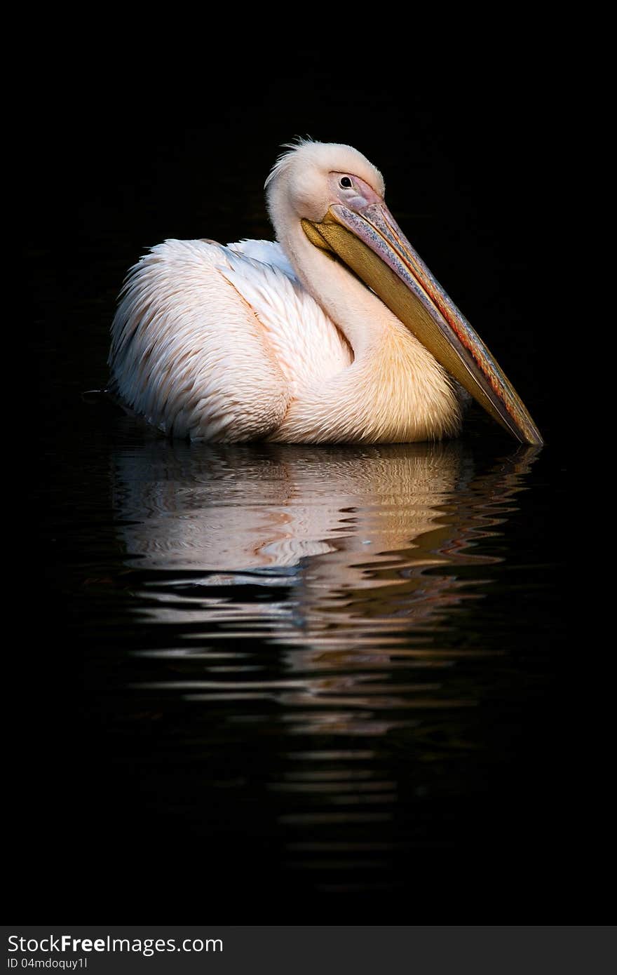 Great White Pelican in water.