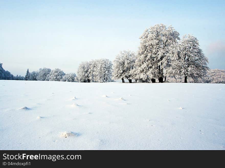 Winter Landscape