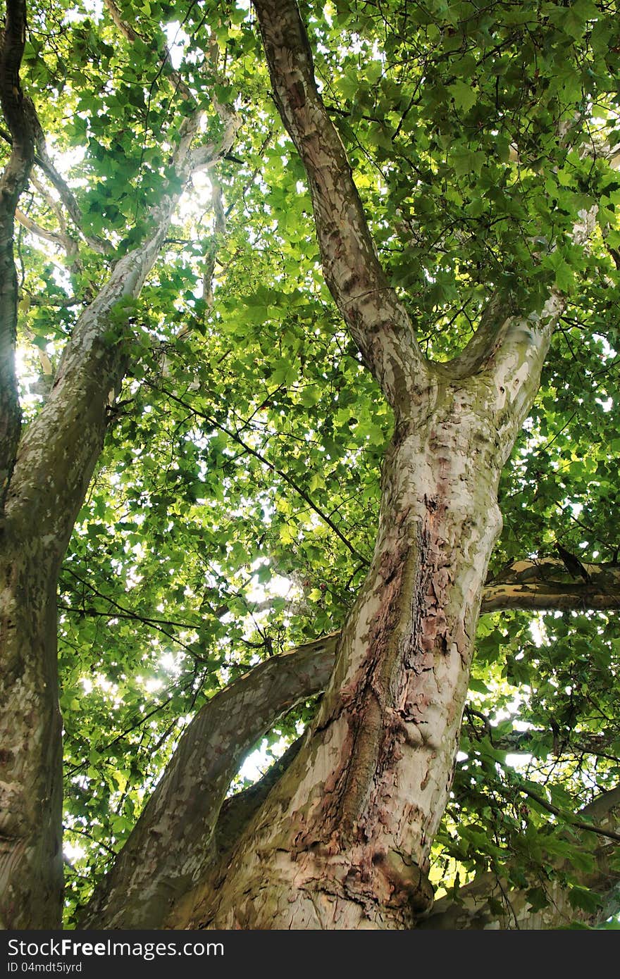 Fresh green leaves of tree in summertime. Fresh green leaves of tree in summertime.