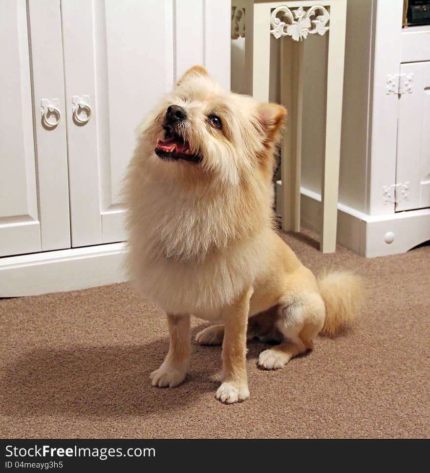 Photo of a beautiful pedigree pomeranian dog with a lion style groom to his fur. Photo of a beautiful pedigree pomeranian dog with a lion style groom to his fur.