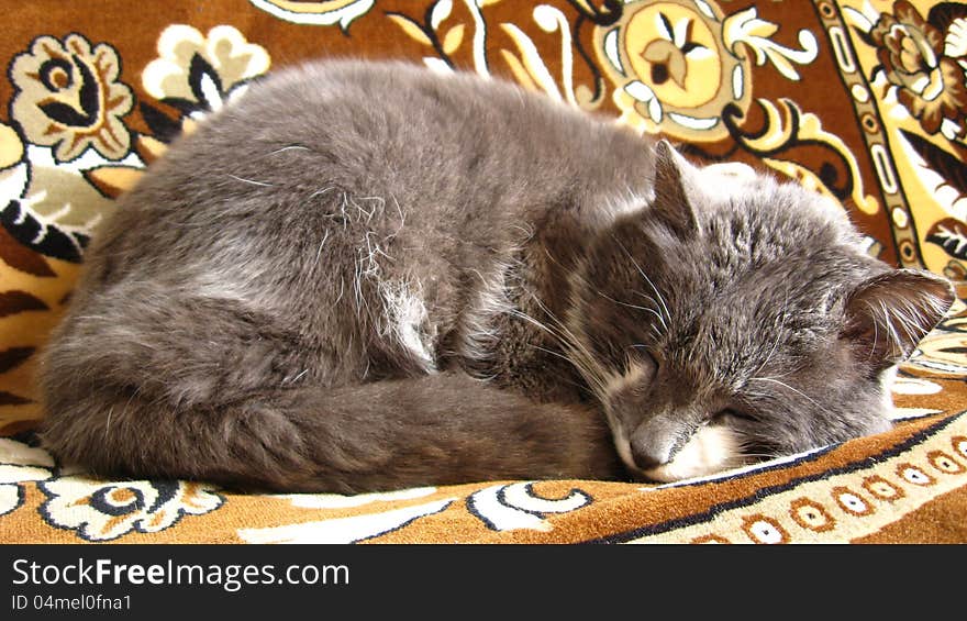 The grey and nice cat sleeps on a sofa. The grey and nice cat sleeps on a sofa