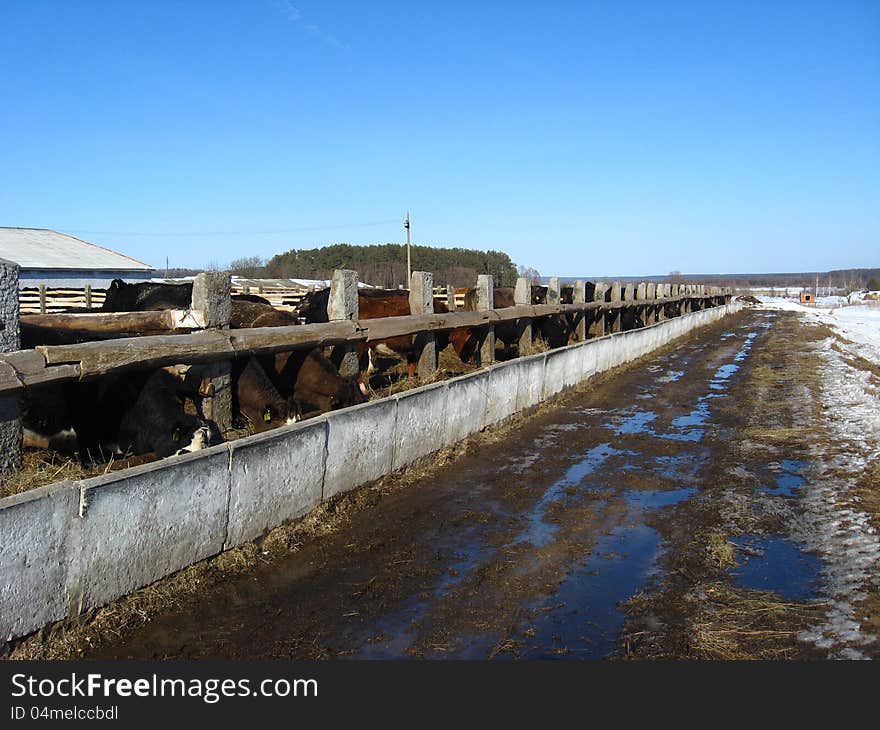 Cattle-breeding farm in the spring