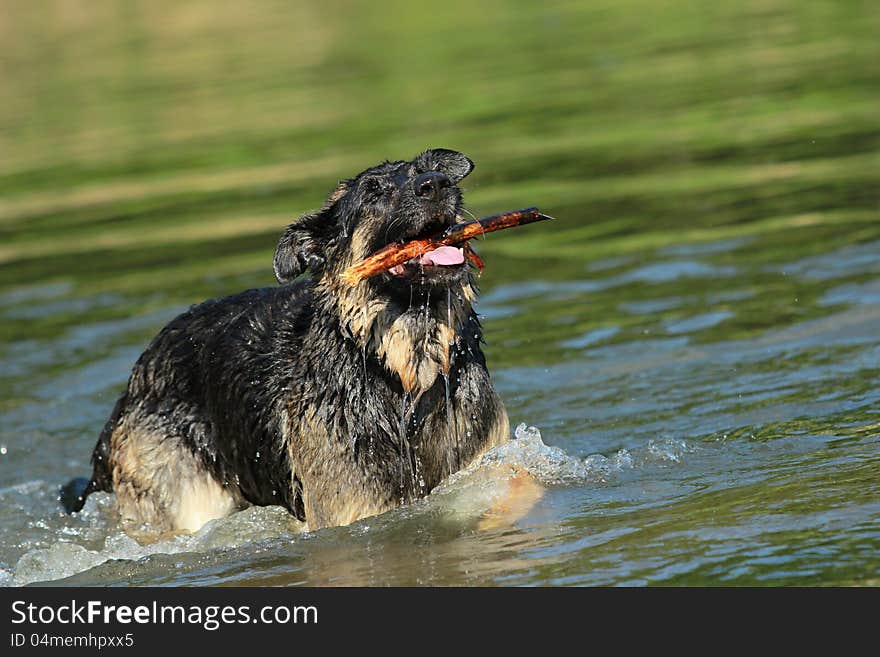 Dog enjoys the water