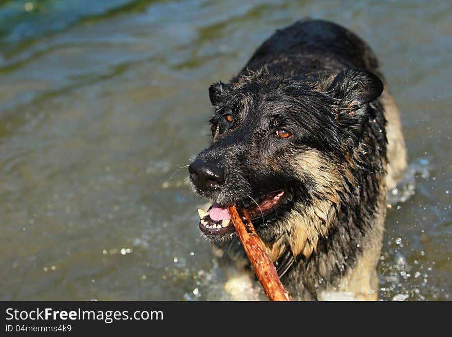 German shepherd enjoys the water. German shepherd enjoys the water