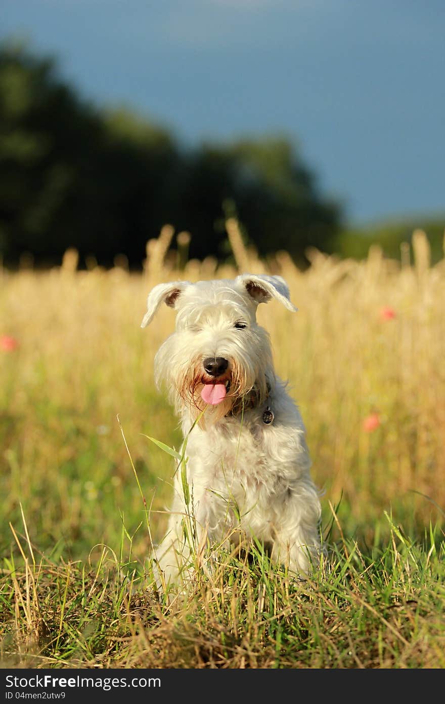 Portrait of Miniature Schnauzer dog. Portrait of Miniature Schnauzer dog