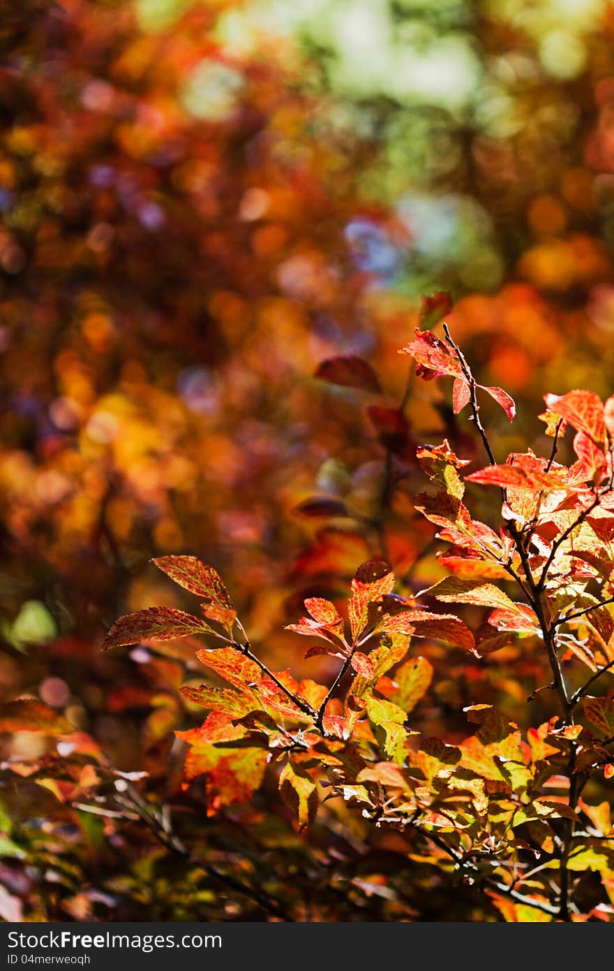 Autumn colored leaves