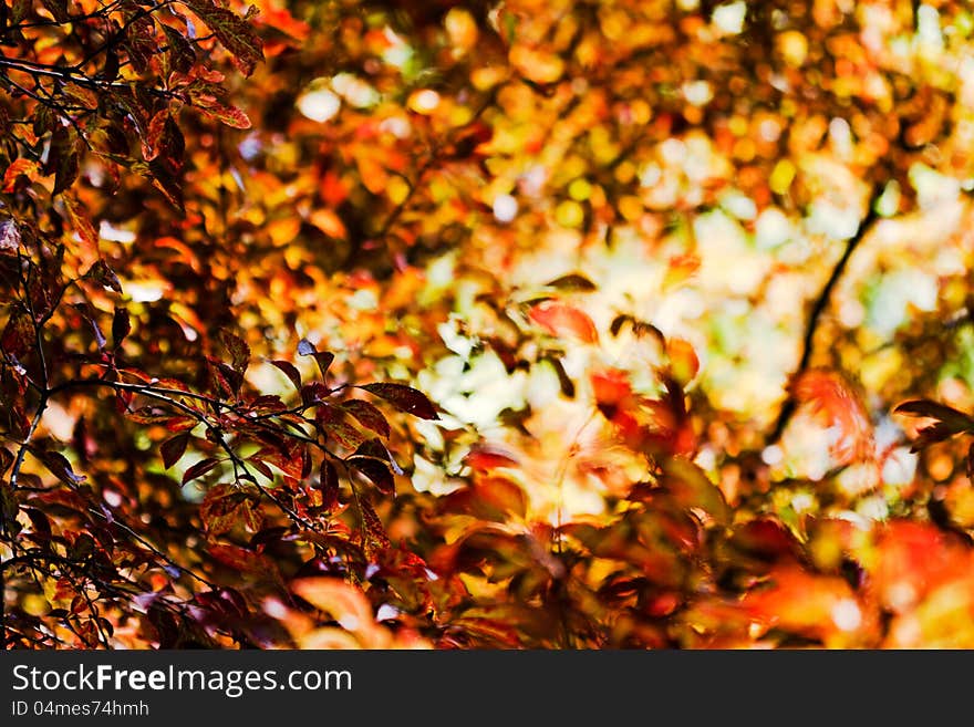 Autumn colored leaves