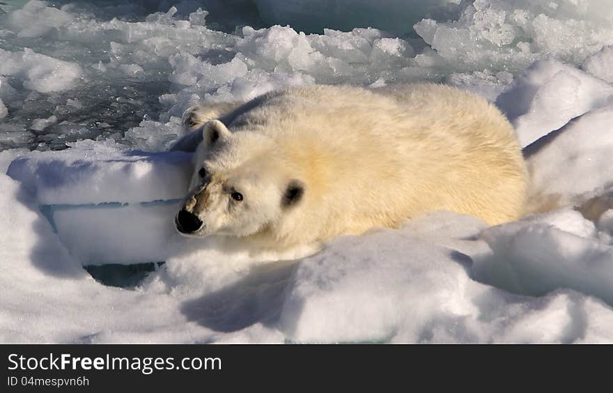 Polar Bear