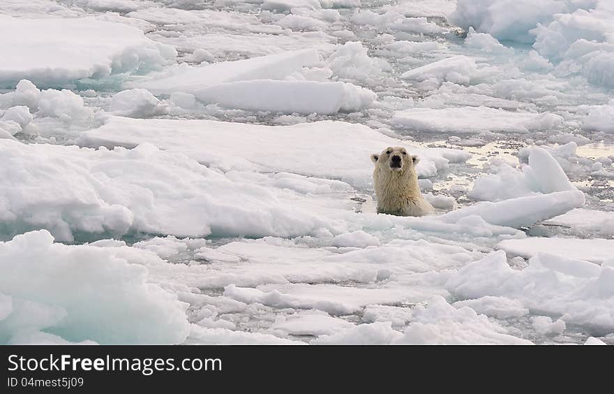 Polar Bear head in the water, Svalbard 2012