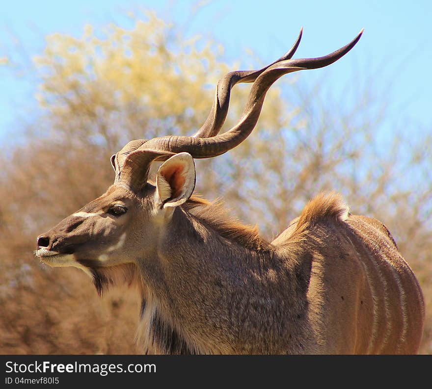 An adult Kudu bull looking at photographer. Photo taken in Namibia, Africa. An adult Kudu bull looking at photographer. Photo taken in Namibia, Africa.