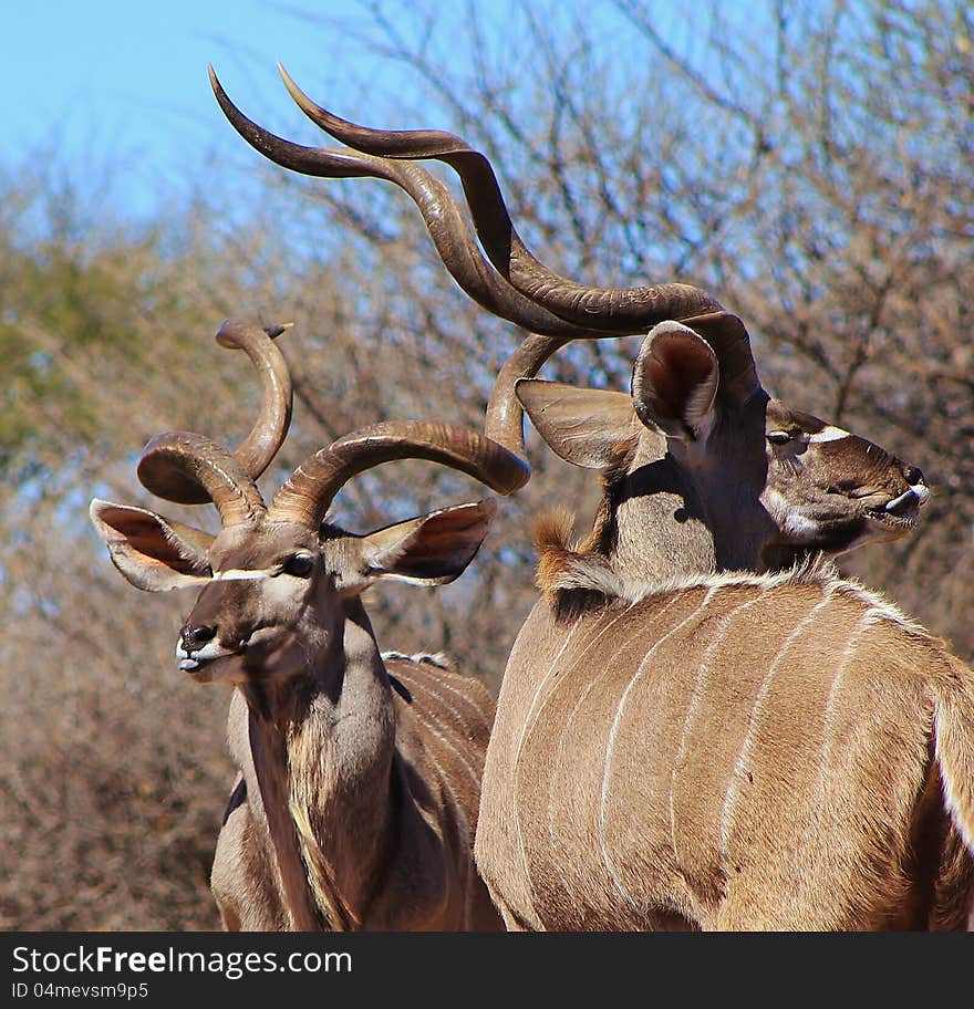 Adult Kudu bulls looking at photographer.  Photo taken in Namibia, Africa. Adult Kudu bulls looking at photographer.  Photo taken in Namibia, Africa.