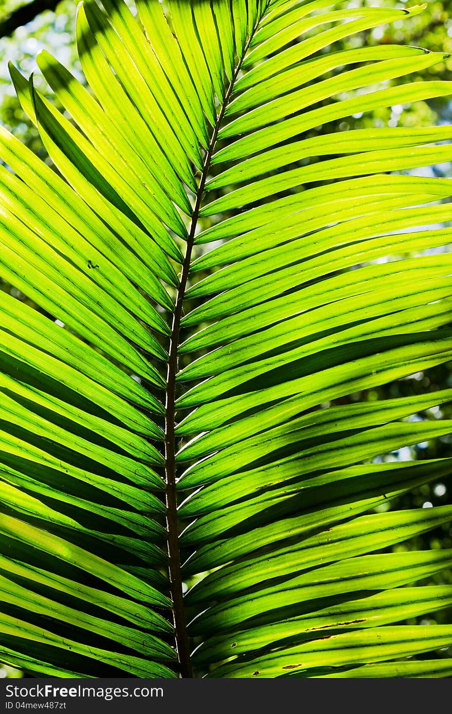 Palm tree leaf