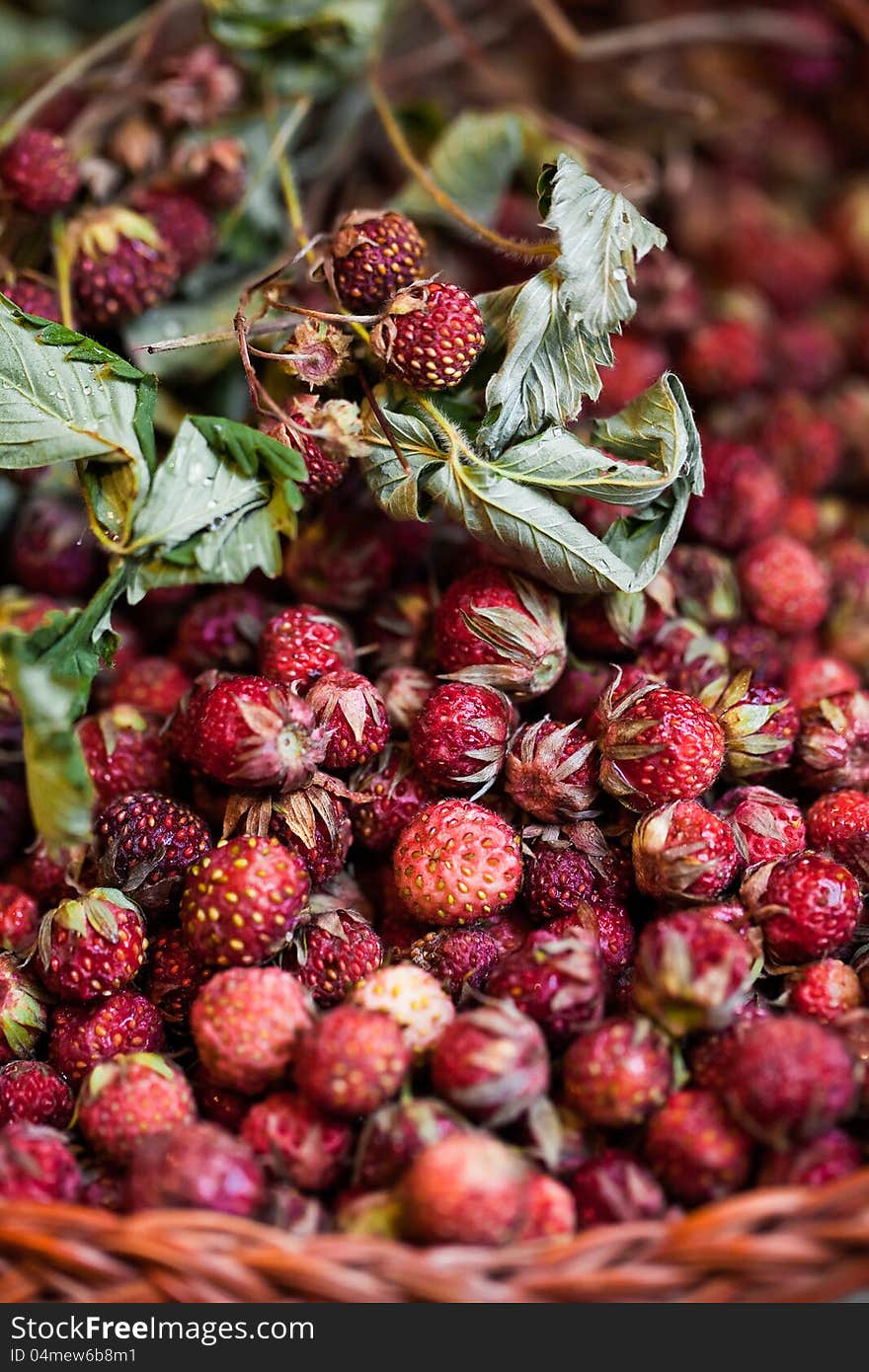 Wild strawberry forming berry pattern