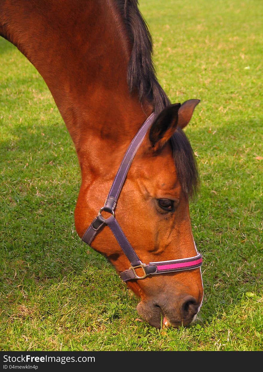 Young beautiful red horses peacefully graze the green grass