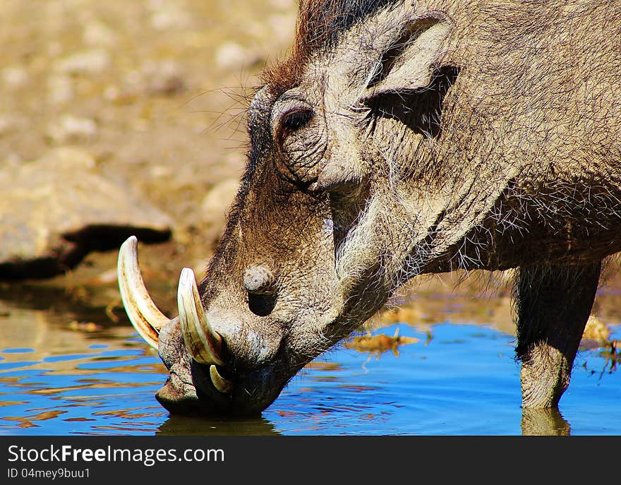 Adult Male Warthog coming in for a drink - Photo taken on a game ranch in Namibia, Africa. Adult Male Warthog coming in for a drink - Photo taken on a game ranch in Namibia, Africa.