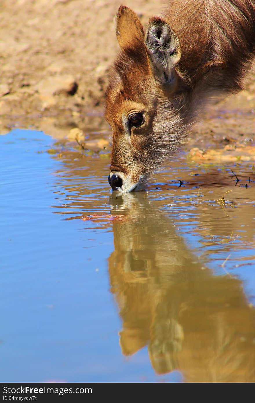 Purity And Peace - Waterbuck Calf