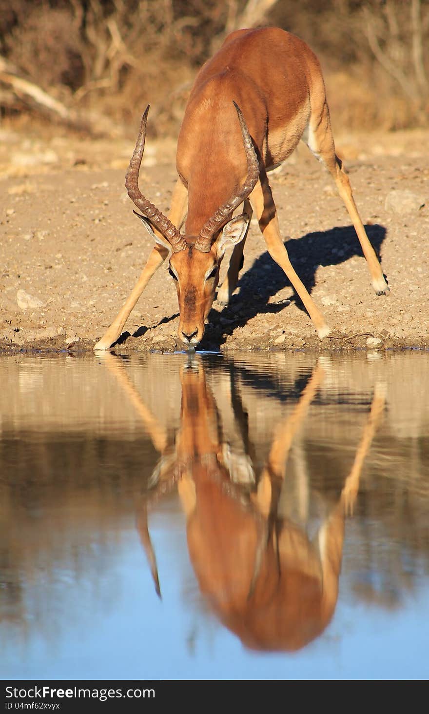 Impala - Reflections of perfection