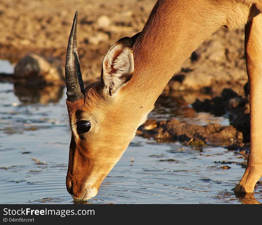 A Impala ram drinking water at sunset.  Photo taken in Namibia, Africa. A Impala ram drinking water at sunset.  Photo taken in Namibia, Africa.