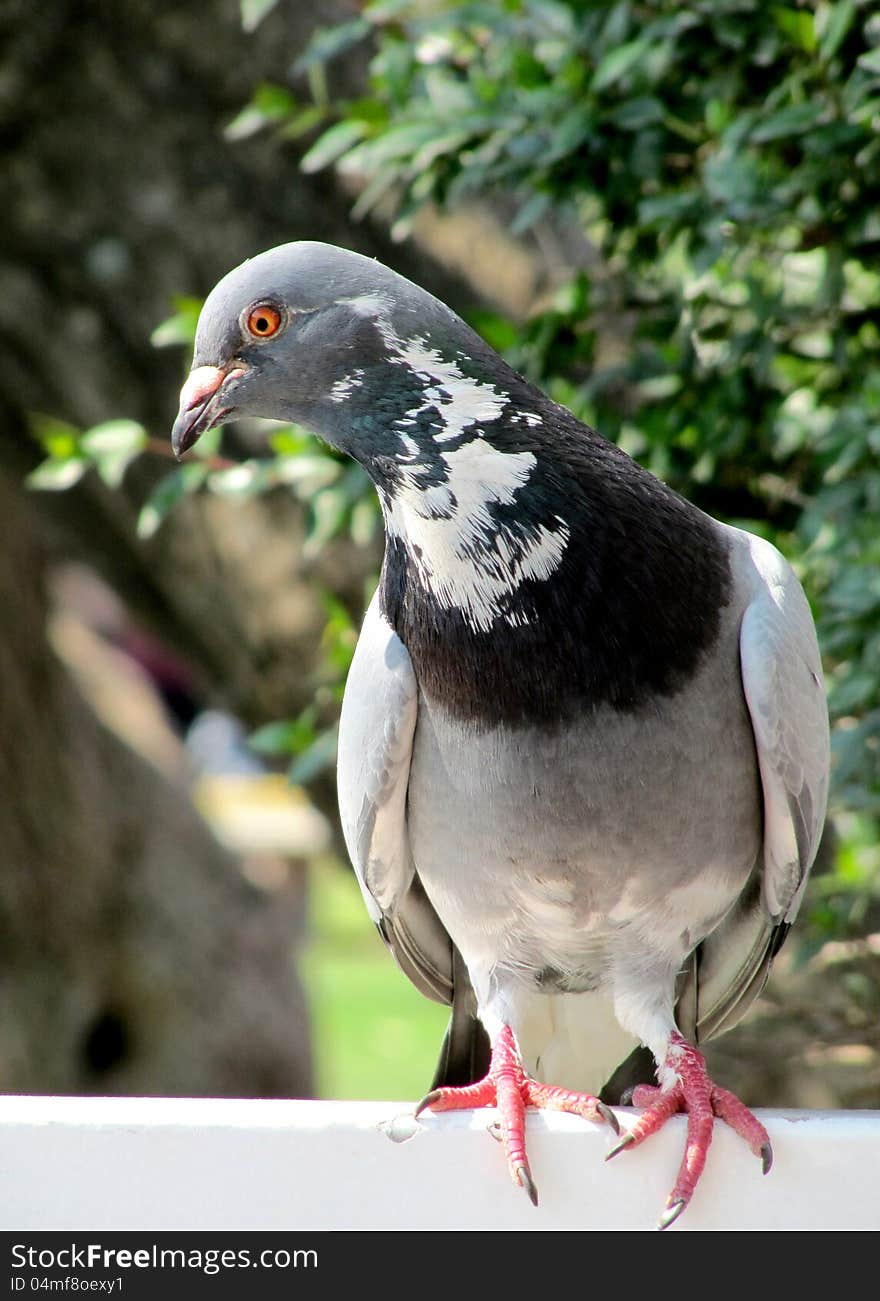 Beautiful bird a pigeon in city natural park. Beautiful bird a pigeon in city natural park