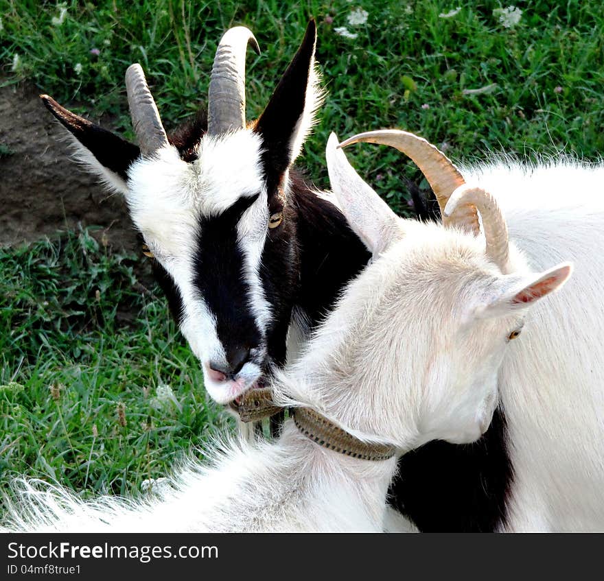 Two beautiful lovely horned goats on a summer meadow. Two beautiful lovely horned goats on a summer meadow