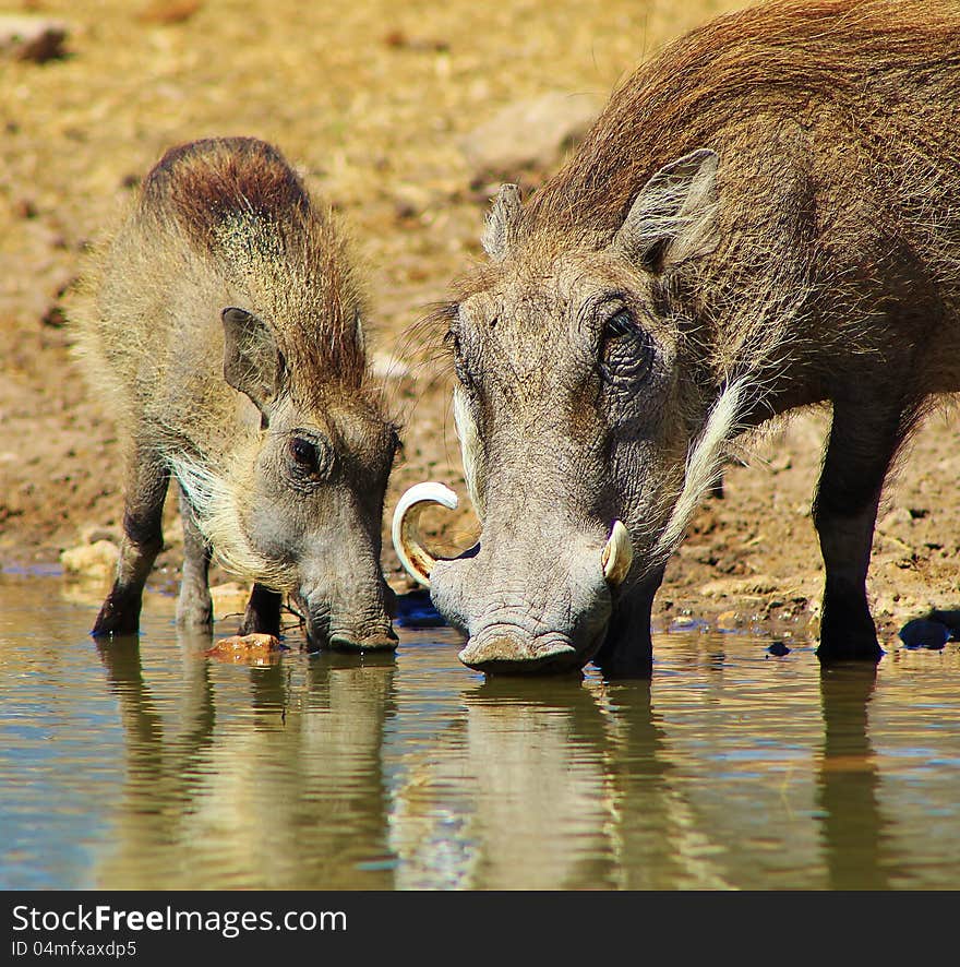 Adult female and young Warthog drinking water on a game ranch in Namibia, Africa. Adult female and young Warthog drinking water on a game ranch in Namibia, Africa.