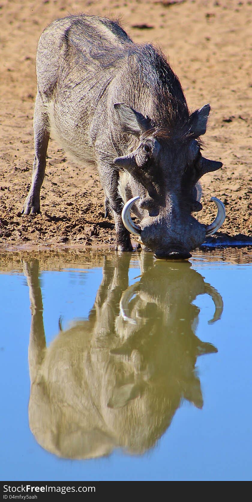 Adult boar Warthog drinking water on a game ranch in Namibia, Africa. Adult boar Warthog drinking water on a game ranch in Namibia, Africa.