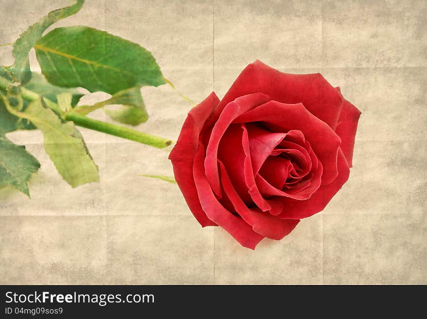 Red Rose Flower