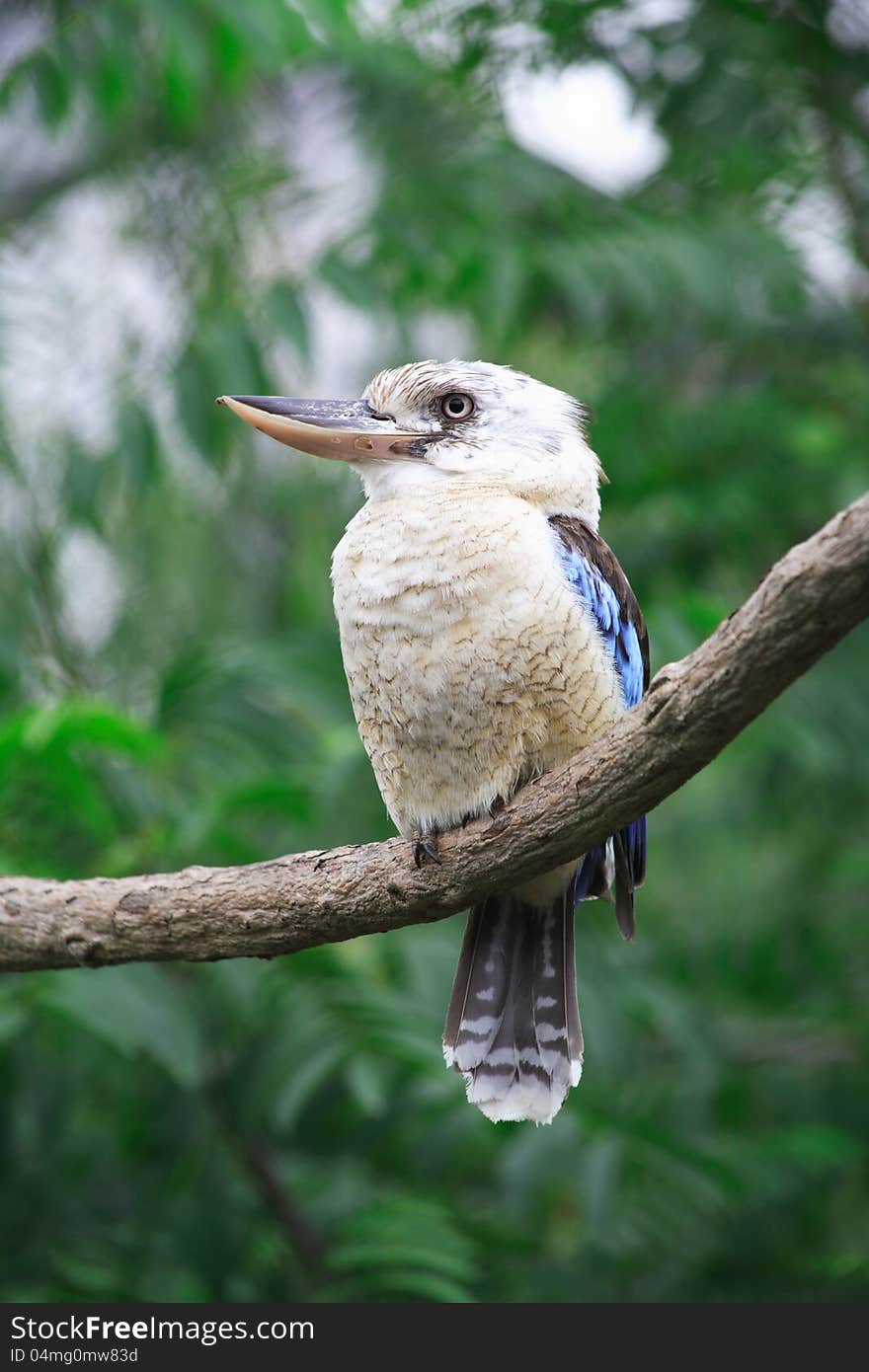 Closeup of nice gray headed kingfisher sitting on tree branch on green leaves background. Closeup of nice gray headed kingfisher sitting on tree branch on green leaves background