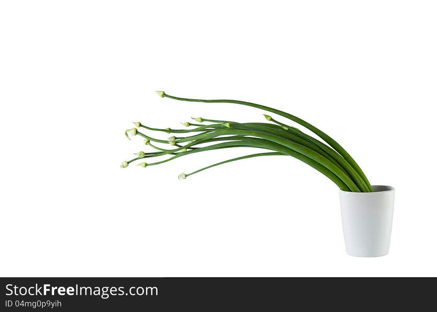 Fresh garlic chives in the glass