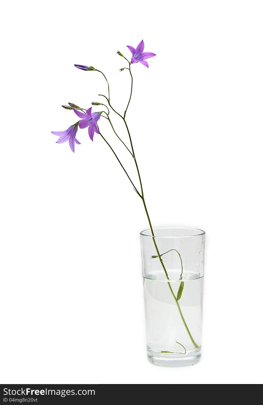 Bell flowers in glass on a white background