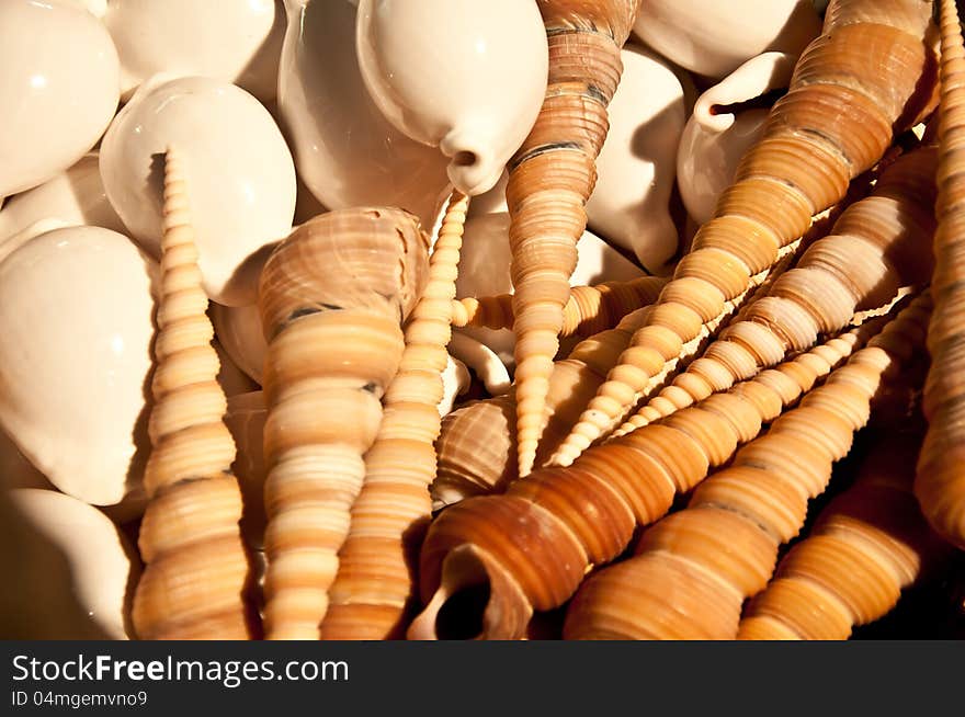 Close up of different shellfish. Close up of different shellfish