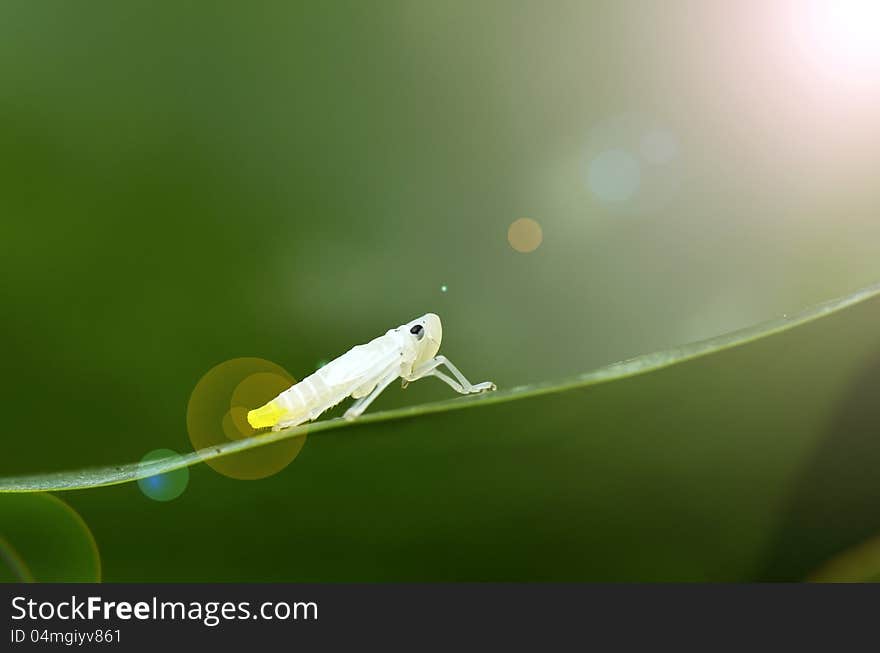 Sunlight rays through Leafhopper (Cicadellidae) Nymph. Sunlight rays through Leafhopper (Cicadellidae) Nymph