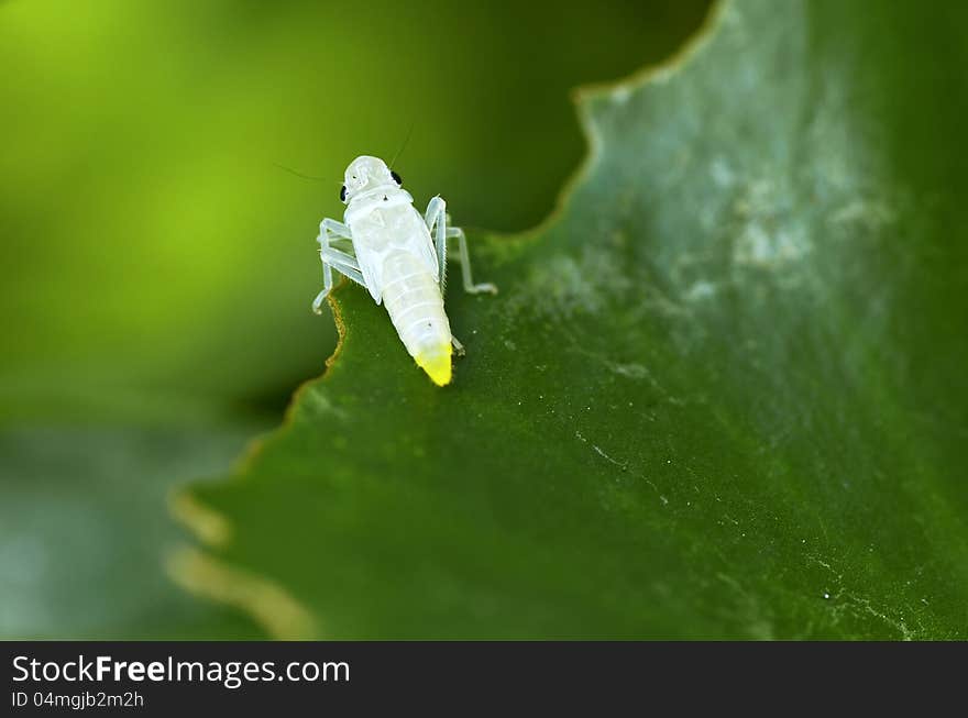 Leafhopper (Cicadellidae) Nymph on waterlily leaf. Leafhopper (Cicadellidae) Nymph on waterlily leaf