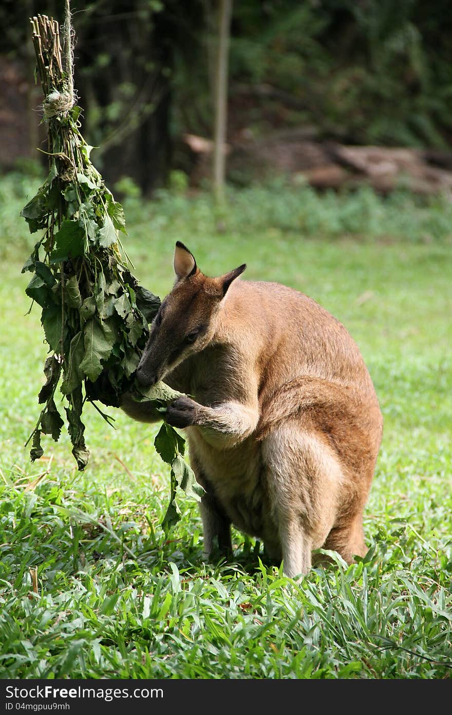 Kangaroo eating in a zoo