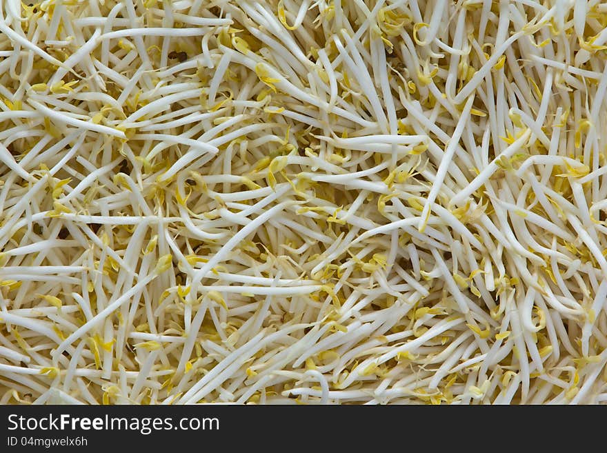 Organic Mung Bean Sprouts