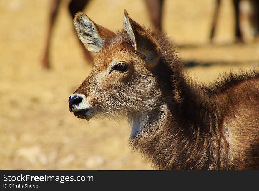 Waterbuck calf staring into horizon. Photo taken on a game ranch in Namibia, Africa. Waterbuck calf staring into horizon. Photo taken on a game ranch in Namibia, Africa.