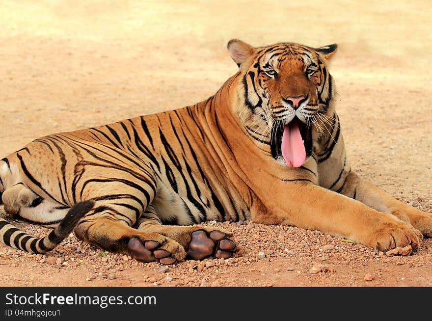 Bengal tiger Relaxing in the outdoor courtyard