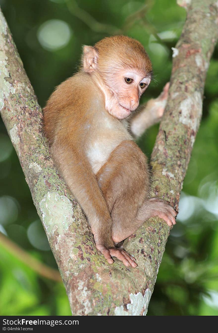 Little monkey on the tree