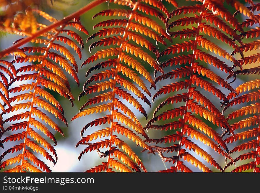 Gold Fern