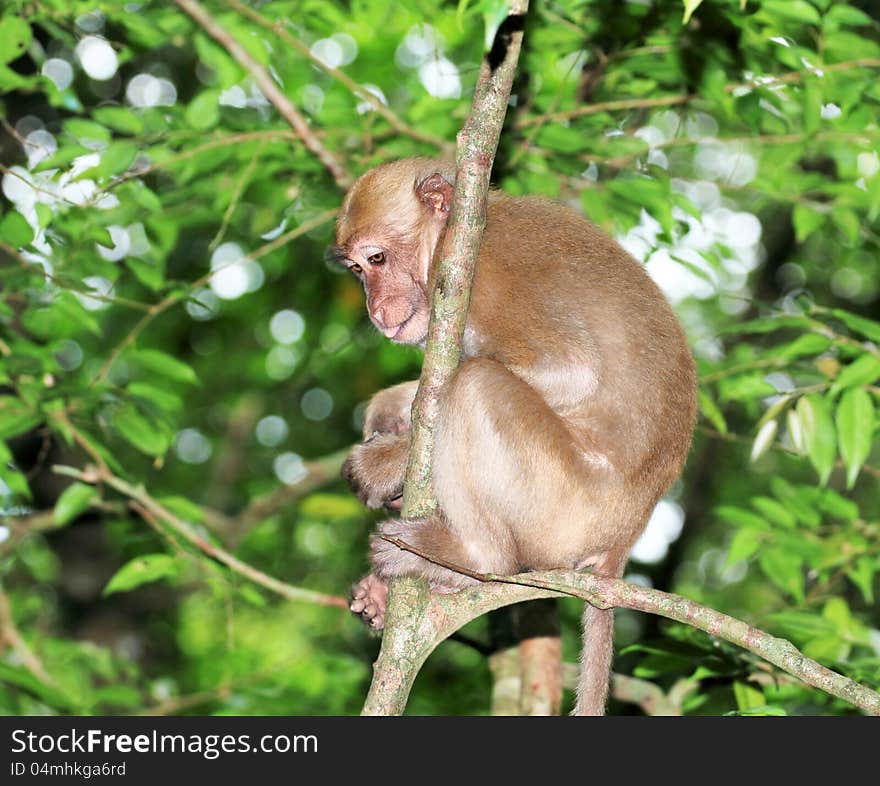 Monkey on the tree in thailand