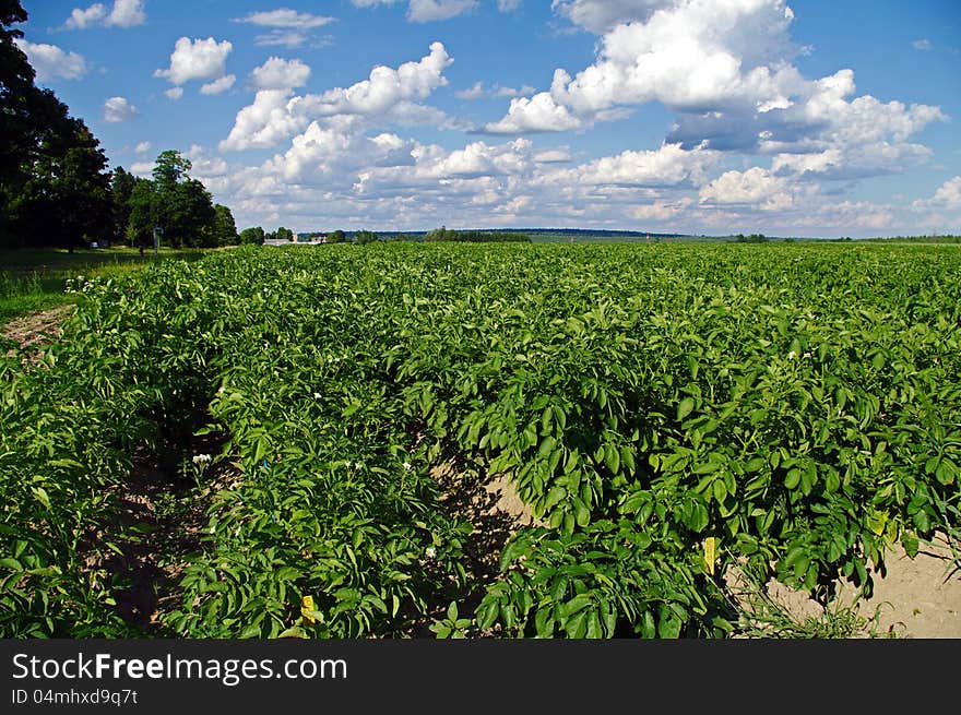 Potato Farm