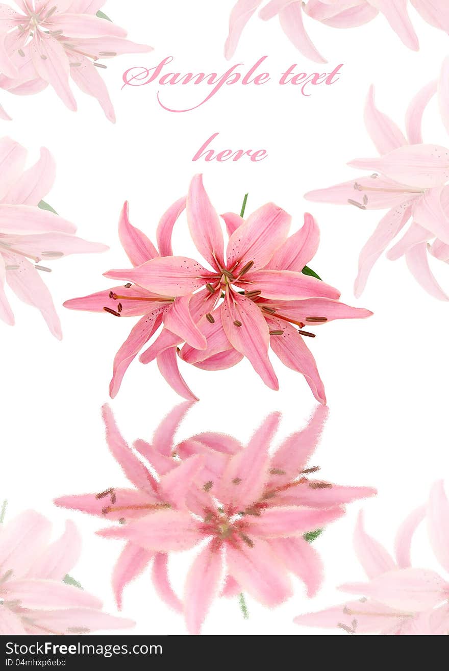 Greeting card with pink lily for your design. Greeting card with pink lily for your design